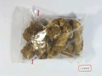 藏品(動物腿骨化石)的圖片
